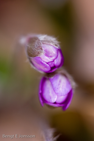 hepatica (liverleaf) buds snuggling