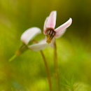 cranberry flower